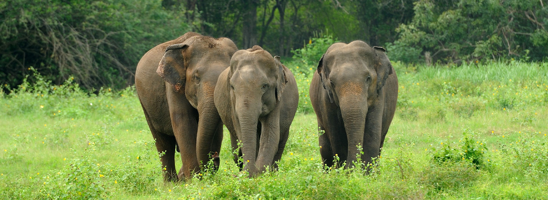 Explore Best of Dooars